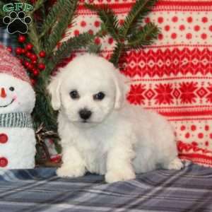 Jasper, Bichon Frise Puppy